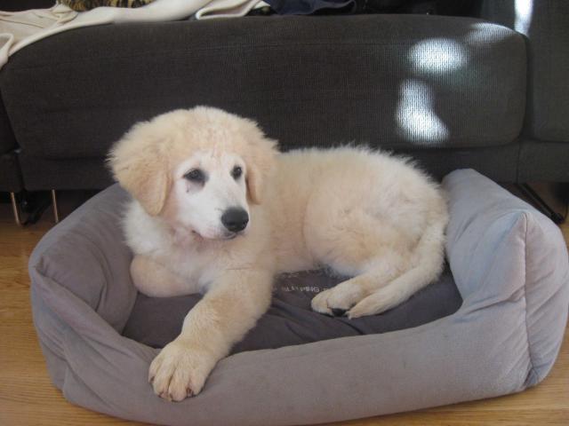 Apor, Ungarischer Kuvasz